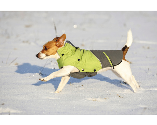 Jack Russell Terrier cu haină de câine alergând în zăpadă