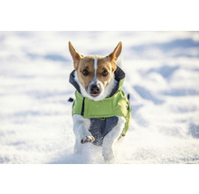 Jack Russell Terrier cu haină de câine în zăpadă