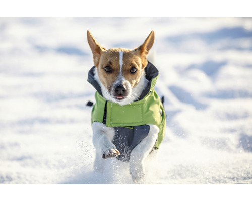 Jack Russell Terrier cu haină de câine în zăpadă