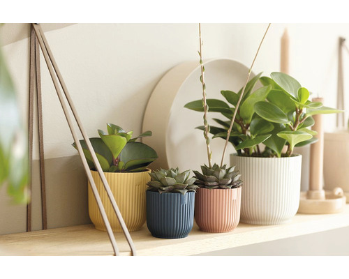 Plante decorative de interior în ghivece texturate pe un raft