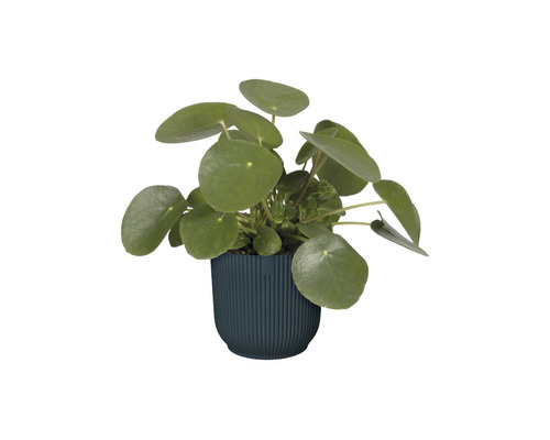 Planta Pilea în ghiveci