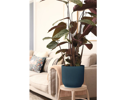 Plantă Calathea în jardinieră canelată pe un taburet, cu o canapea în fundal