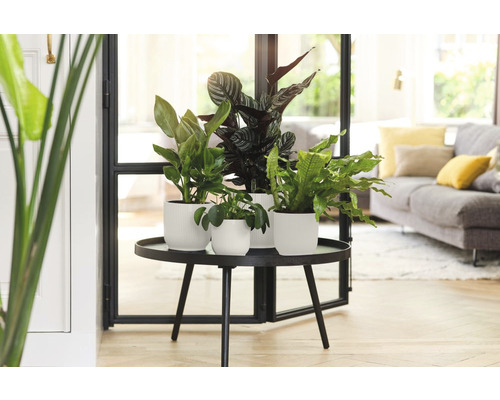 Plante de interior în ghivece pe o masă rotundă într-un living