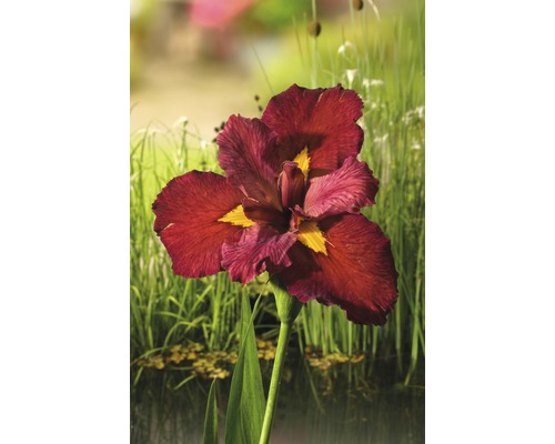 FloraSelf Iris kaempferi 'Ann Chowing' H 10-75 cm Co 0,6 L