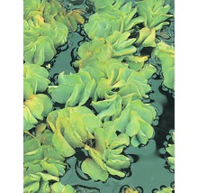Prim-plan cu plante Pistia stratiotes în apă