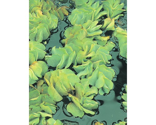 Prim-plan cu plante Pistia stratiotes în apă