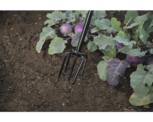 Furcă de grădină în stratul de plante cu plante de gulii