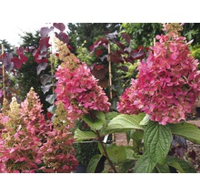 Hortensie paniculată cu flori roz