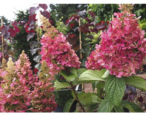 Hortensie paniculată cu flori roz