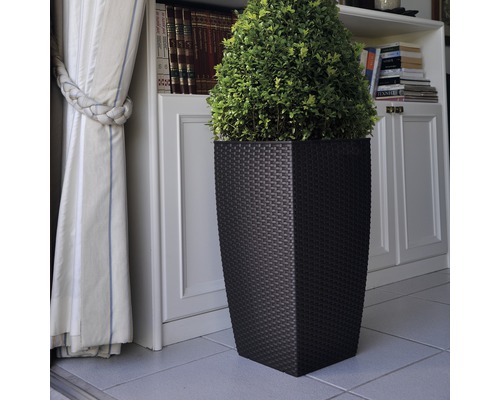 Plantă decorativă în jardinieră de plastic închisă la culoare în fața unei biblioteci