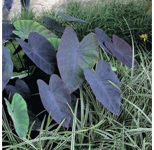 Plante Alocasia în grădină