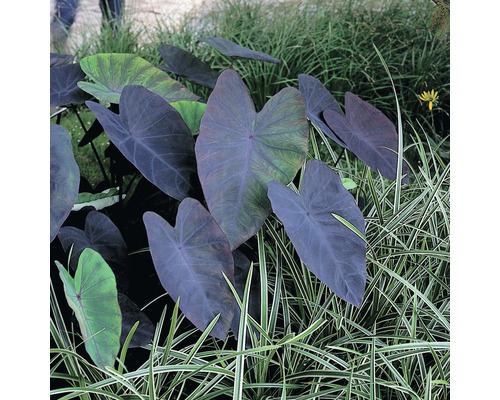 Plante Alocasia în grădină