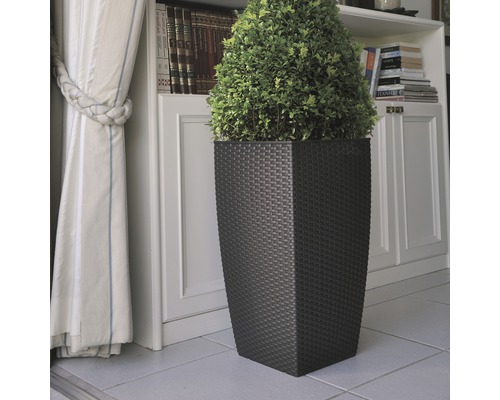 Plantă decorativă într-un ghiveci cu aspect de ratan