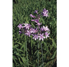 Prim-plan cu o tuberoză cu flori violete