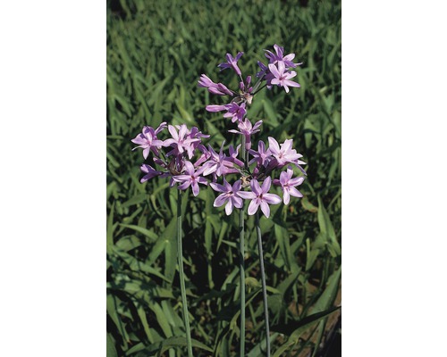 Prim-plan cu o tuberoză cu flori violete