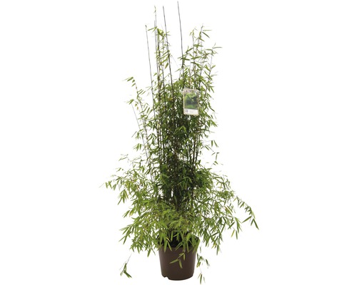 Bambus FloraSelf Fargesia species 'Jiuzhaigou 1' H 80-100 cm Co 10 L