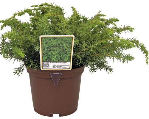 Ienupăr târâtor albastru în ghiveci