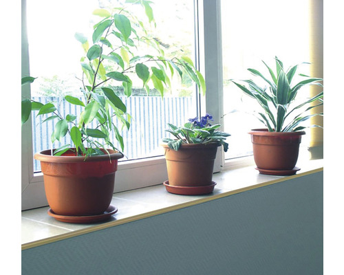 Trei plante de interior în ghivece pe o pervază