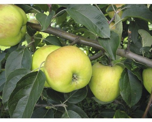 Pom fructifer măr FloraSelf Malus domestica 'Gravensteiner' H 150-180 cm Co 6 L