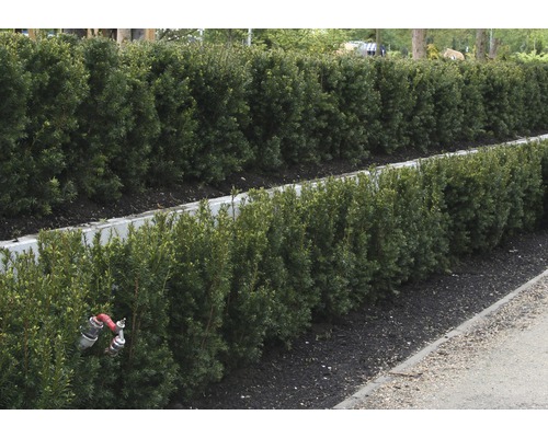Rând de plante de gard viu tăiate în grădină.