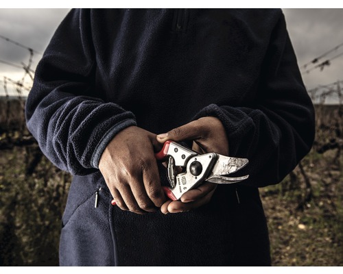 Persoană care ține o foarfecă de grădină într-o vie