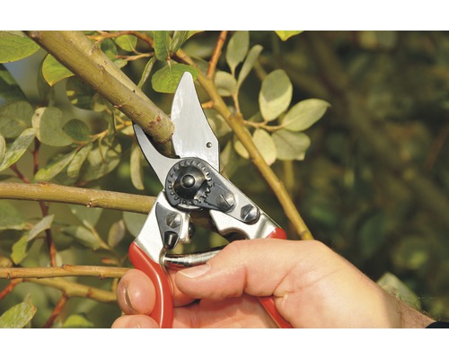 Foarfecă de grădinărit taie o ramură