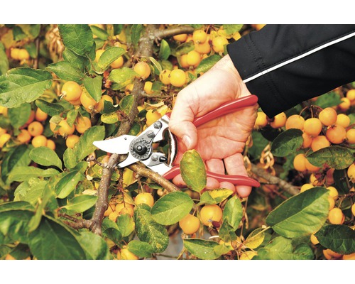 Grădinărit: Mână taie o ramură cu o foarfecă de grădină