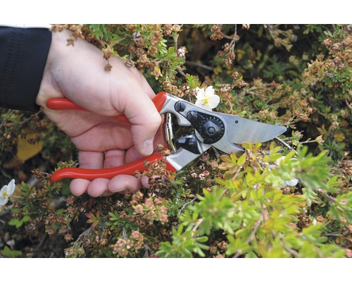 Grădinărit cu foarfeca de grădinărit pe o plantă