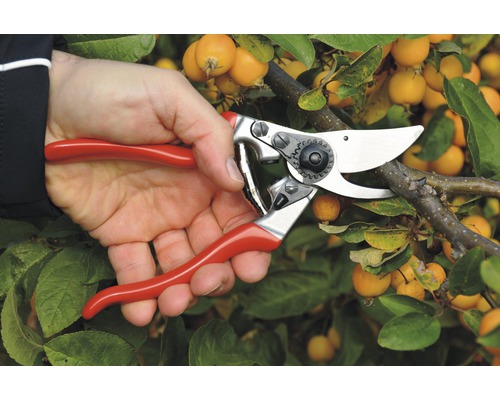 Persoană care taie o ramură cu o foarfecă de grădină