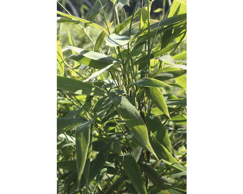 Plantă de bambus cu frunze