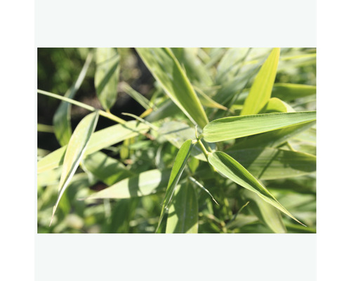 Frunze de bambus în detaliu