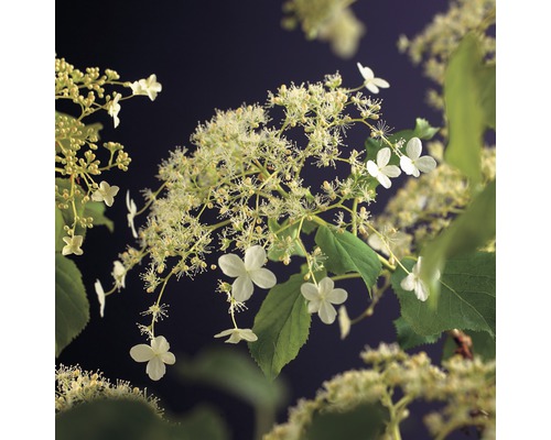 Hortensie cățărătoare FloraSelf Hydrangea petiolaris H 50-70 cm Co 2,3 L