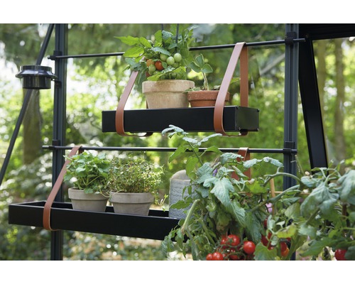 Două rafturi negre pentru plante cu curele din piele și plante în ghiveci într-o seră.