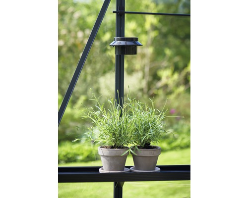 Două ghivece cu plante într-o seră.