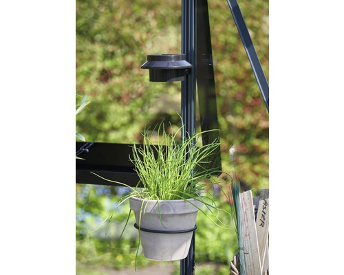 Arpagic într-un ghiveci, fixat de o seră