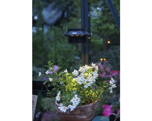 Lampa solară iluminează planta cu flori albe în ghiveci