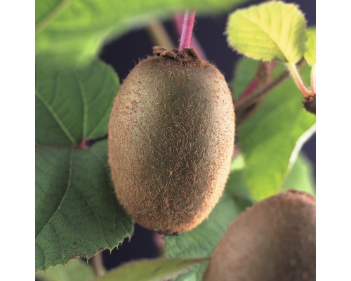 Kiwi FloraSelf Actinidia deliciosa 'Jenny' H 53-70 cm