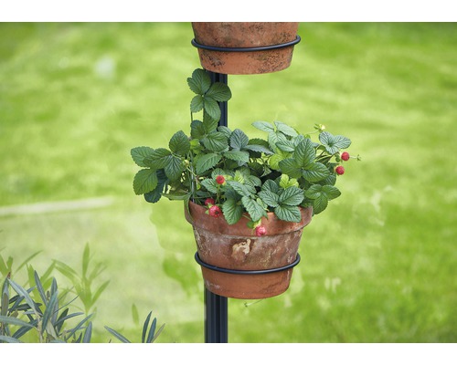 Căpșuni cresc într-un ghiveci pe o coloană de plante.