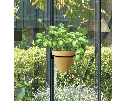 Ghiveci de busuioc fixat cu ventuză pe o fereastră