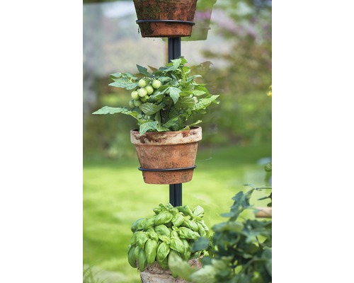 Suport pentru plante cu plante de busuioc și tomate în ghivece de teracotă