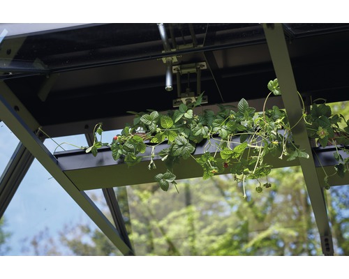 Imagine din interiorul unui solar cu plante de căpșuni într-un recipient.