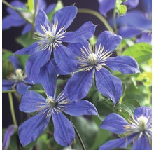 Prim-plan cu flori albastre de clematis