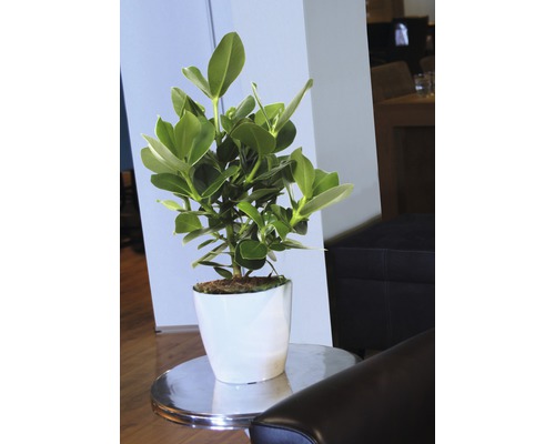 Plantă de apartament cu frunze verzi într-un ghiveci alb pe o măsuță laterală