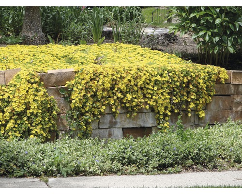 Zid de piatră cu plante cu flori galbene în grădină