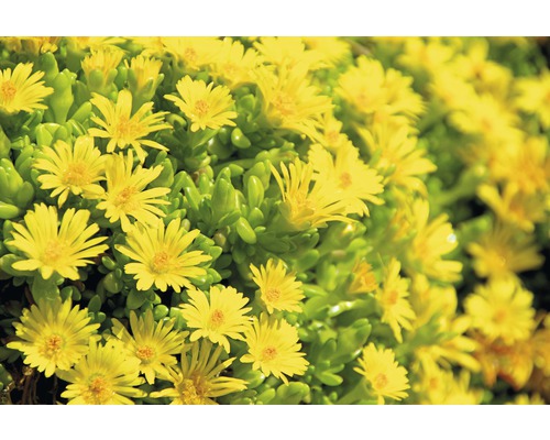 Prim-plan cu o plantă Delosperma nubigenum cu flori galbene.