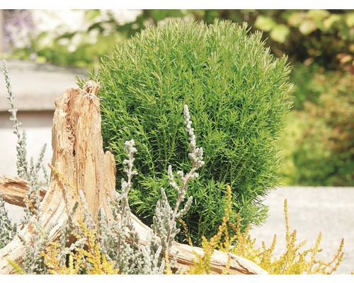 Arbust sferic în grădină