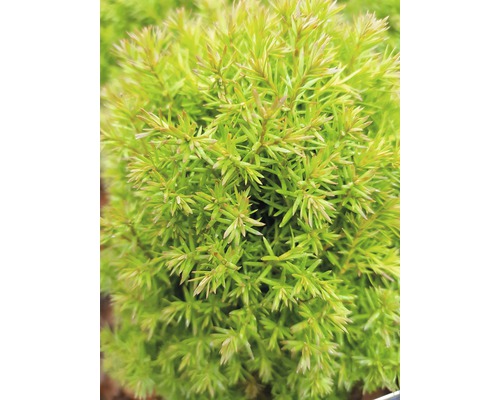 În imagine este prezentată o prim-plan detaliată a unui chiparos pitic.