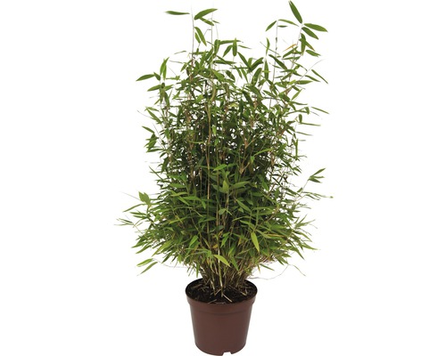 Bambus FloraSelf Fargesia murielae 'Neue Generation' H 60-80 cm Co 7,5 L