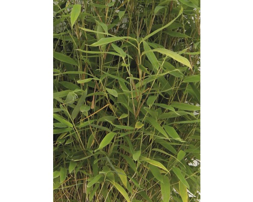 Plantă de bambus cu frunze verzi