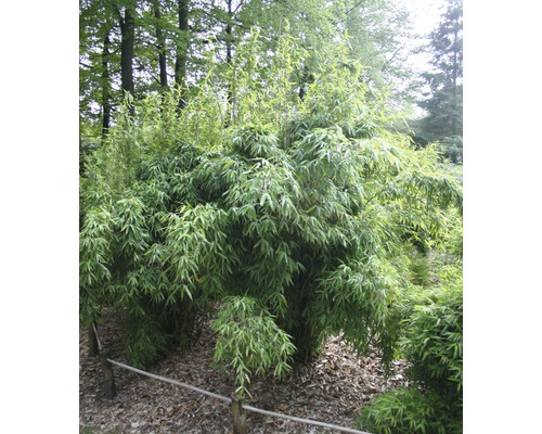 Plantă de bambus în grădină